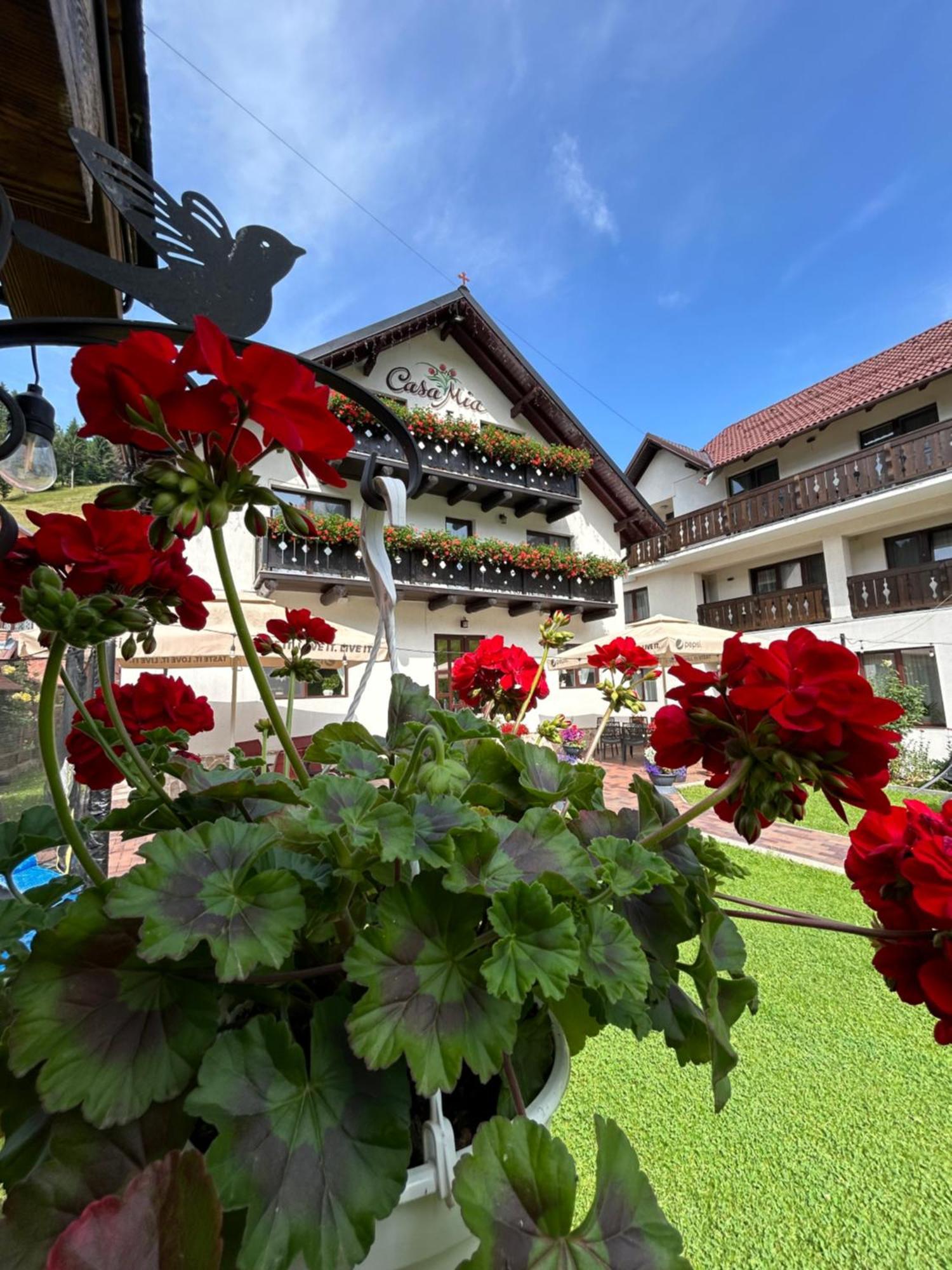 Casa Mia Hotel Moeciu De Sus Bagian luar foto